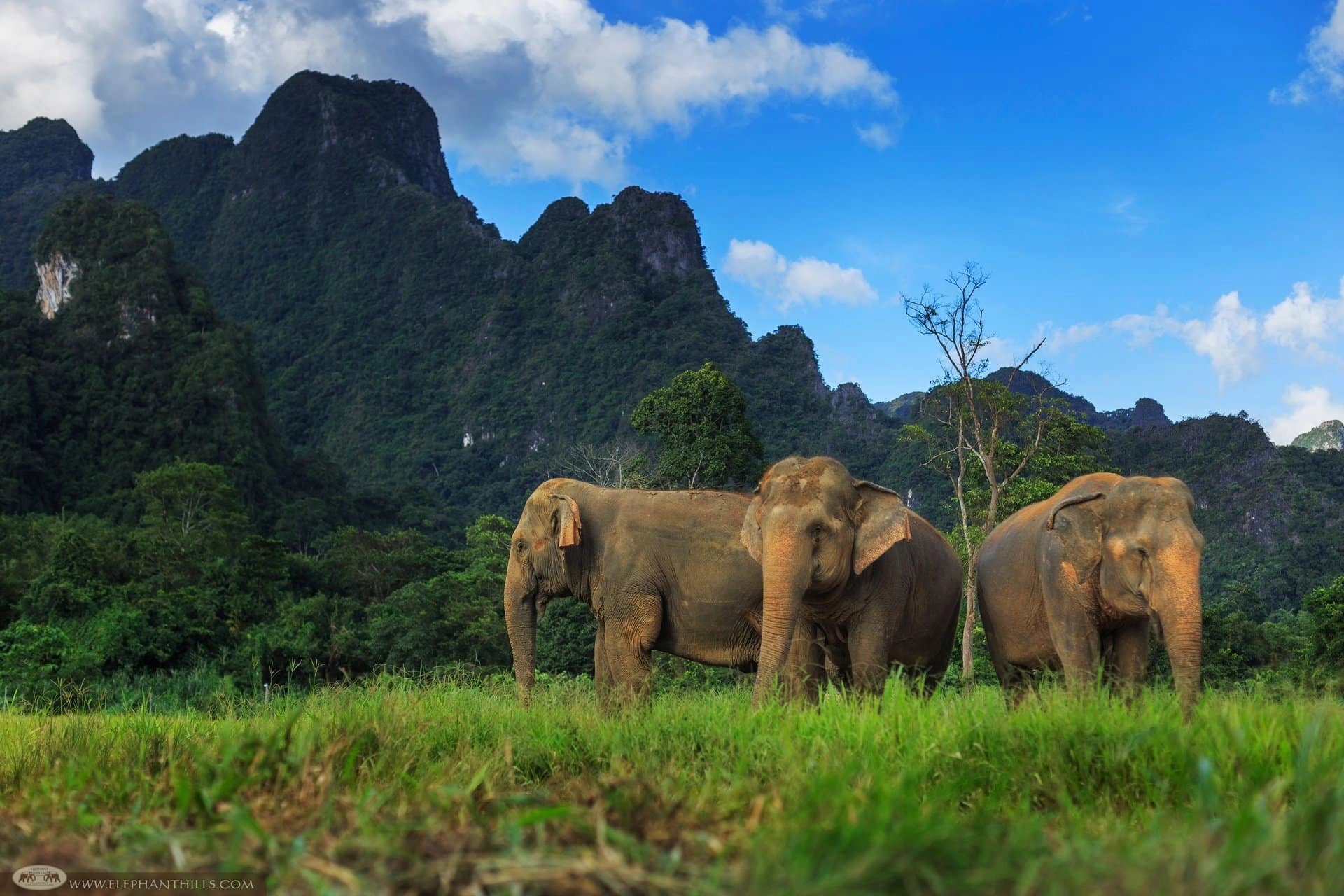 Elephants-roam-in-chain-free (1)